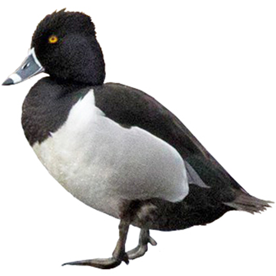Ring-necked Duck